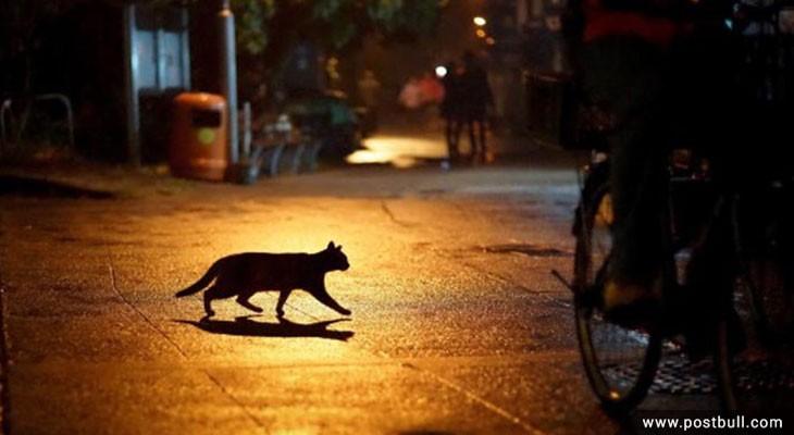 cat superstitions